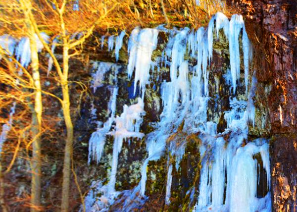 2022-02-11_Nockamixon Cliffs_Since the cliffs face north_ they receive little direct sunlight & are a habitat for an arctic alpine plant rarely found this far south of Maine0001.JPG