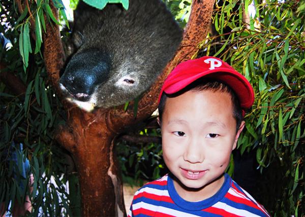 2008-12-30_ Koala Bear -10001.jpg