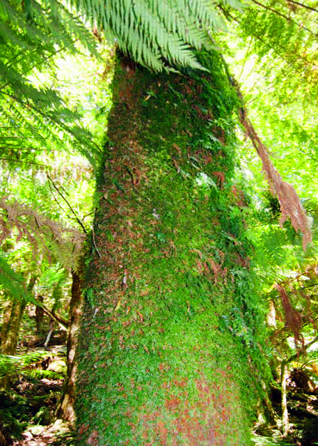 2008-12-30_ Austral Filmy Fern ޱĤާ.JPG