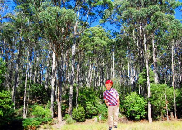 12-30-09_ Mt. Field NP_Eucalypt Forests -10001.jpg