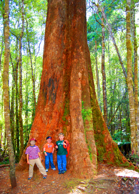 12-30-09_ Mt. Field NP_Giant Swamp Gum (Eucalyptus) (regnans) -40001.JPG