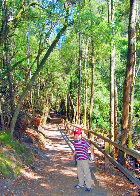 12-30-09_ Tall Trees Walk @ Mt. Field NP Ұɽҹ԰0001.JPG