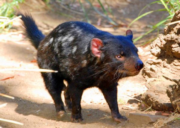 2008-12-30_ Tasmanian Devil, the Margest Carnivorous Marsupial in the World ˹Ƕħ.JPG