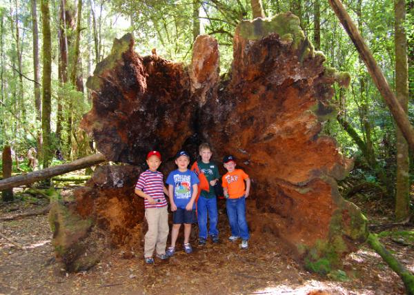 12-30-09_ Mt. Field NP_Eucalyptus Stump ׮-50001.JPG