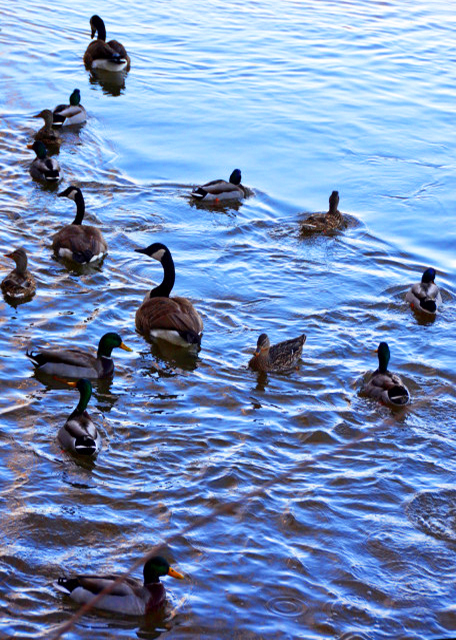 2022-02-21_Ferry Landing_Geese & Ducks0001.JPG
