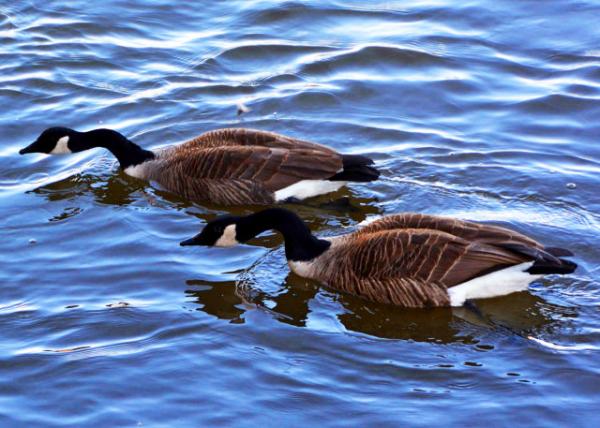 2022-02-21_Ferry Landing_Geese0001.JPG