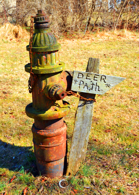 2022-02-21_Honey Hollow Watershed_Deer Path0001.JPG