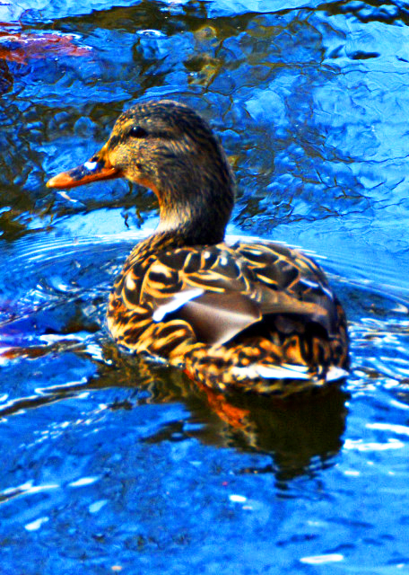 2022-02-23_Mallard Duck0001.JPG