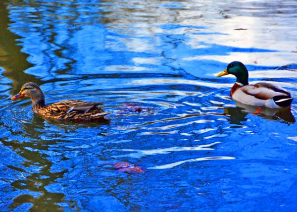 2022-02-23_Mallard Ducks-10001.JPG