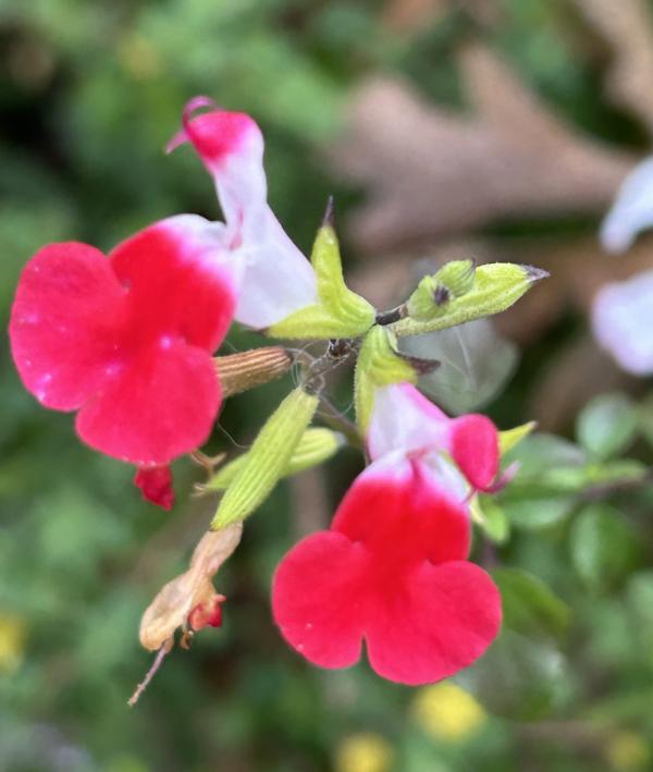 1764081654711954.jpeg IMG_5616.jpeg