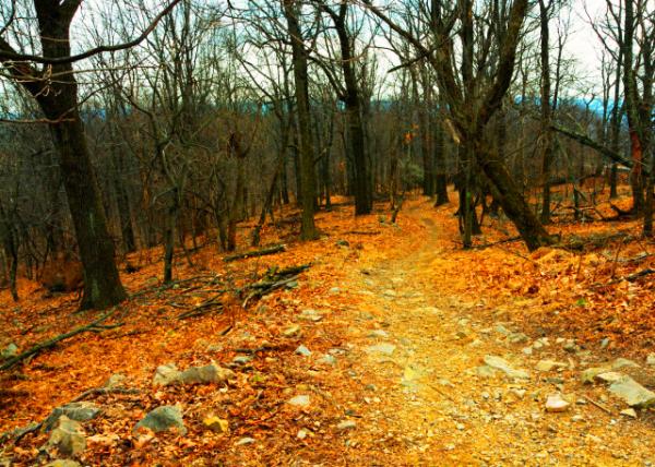 2022-03-05_Skyline Downhill MTB Trail0001.JPG