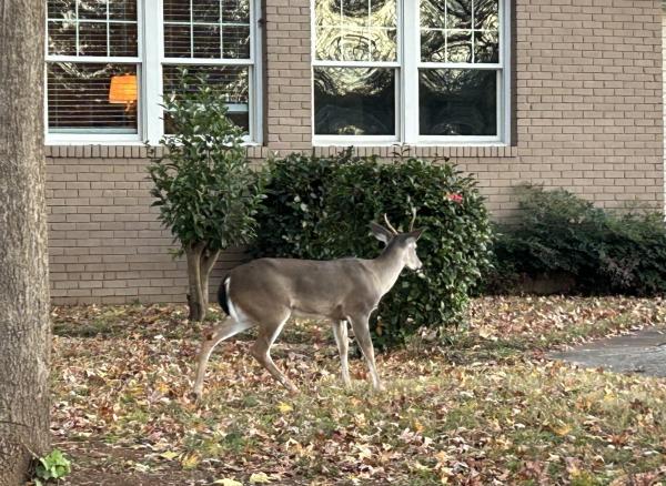 0 IMG_4975 (自定义).JPG