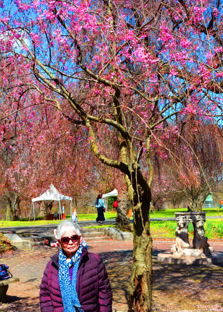 1764206602445898.jpg 2022-04-08_Shofuso Cherry Blossom Festival0001.JPG