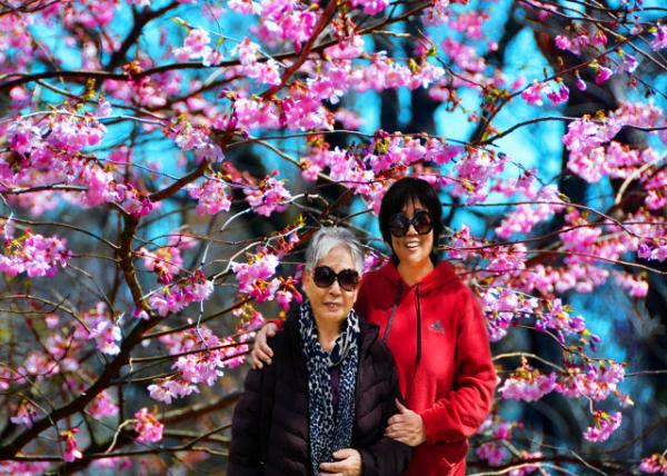 2022-04-08_Cherry Blossom-10001.JPG