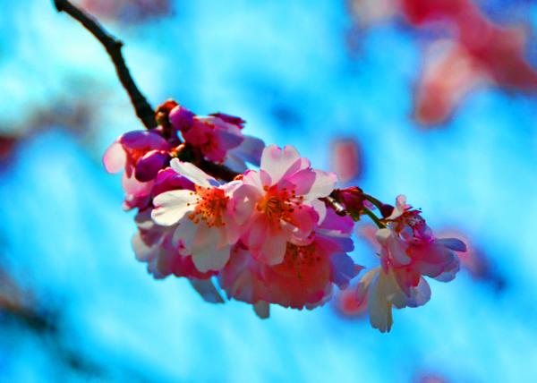 2022-04-08_Cherry Blossom-20001.JPG