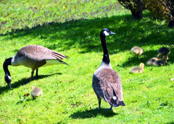 2022-04-24_James A. Cisco Park_Canadian Goose Cluster0001.JPG