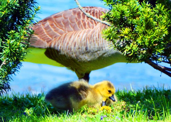 2022-04-24_James A. Cisco Park_Gosling0001.JPG