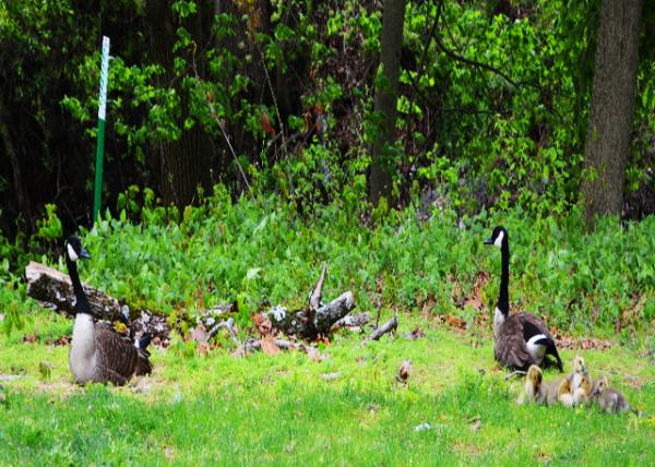 2022-05-08_A Flock of Geese-10001.JPG