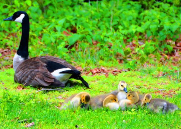 2022-05-08_A Flock of Geese-20001.JPG