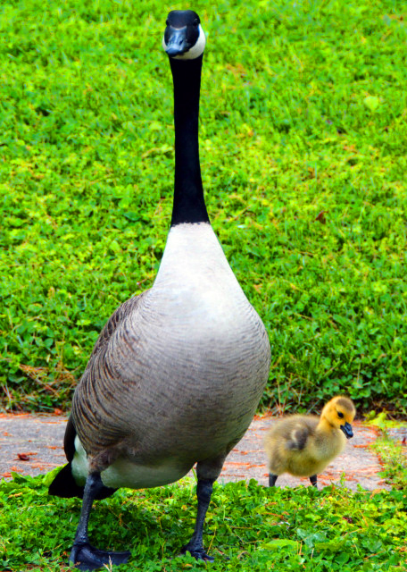 2022-05-08_A Flock of Geese-50001.JPG