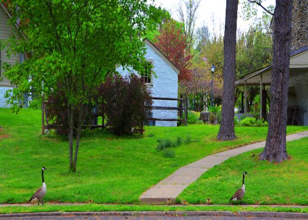 2022-05-08_A Flock of Geese-30001.JPG