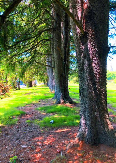 2022-05-29_Mourners not Confronting w Images of Death at Every Turn0001.JPG