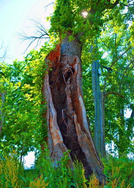 2022-06-19_Collegeville_Hollow Tree Trunk0001.JPG