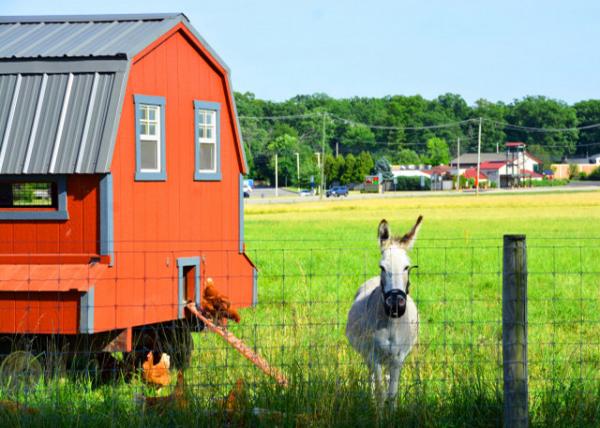 2022-07-04_KnipeCJohnson Farm_Donkey by Chicken0001.JPG
