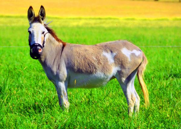 2022-07-04_KnipeCJohnson Farm_Donkey0001.JPG