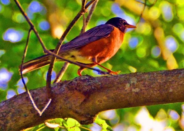 2022-07-03_Edward Morgan Log House_Robin-10001.JPG