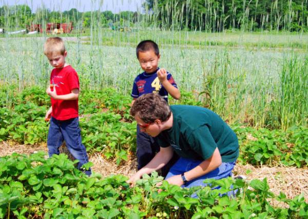2008-06-03_Willow Creek Orchards_Strawberry Pick.JPG