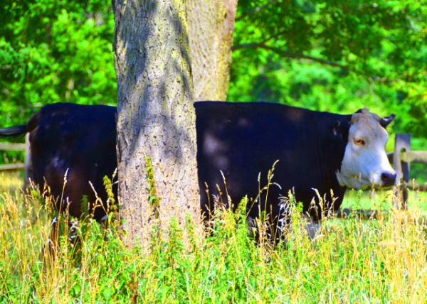 2022-07-23_Peter Wentz Homestead_Black Hereford B0001.JPG