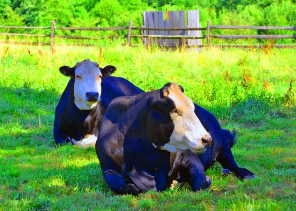 2022-07-23_Peter Wentz Homestead_Black Hereford Cattle0001.JPG