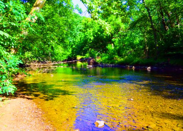 2022-07-30_Four Mills Nature Reserve_Looking downstream on the Wissahickon Creek0001.JPG
