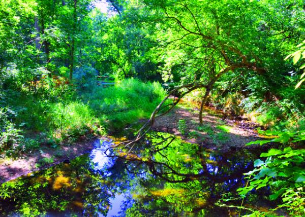 2022-07-30_Four Mills Nature Reserve_Small Tributary0001.JPG