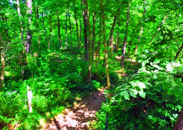 2022-07-30_Four Mills Nature Reserve_Trail0001.JPG