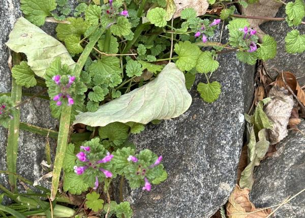 1764808313491706.jpg 10 IMG_5427 (自定义) (自定义).JPG