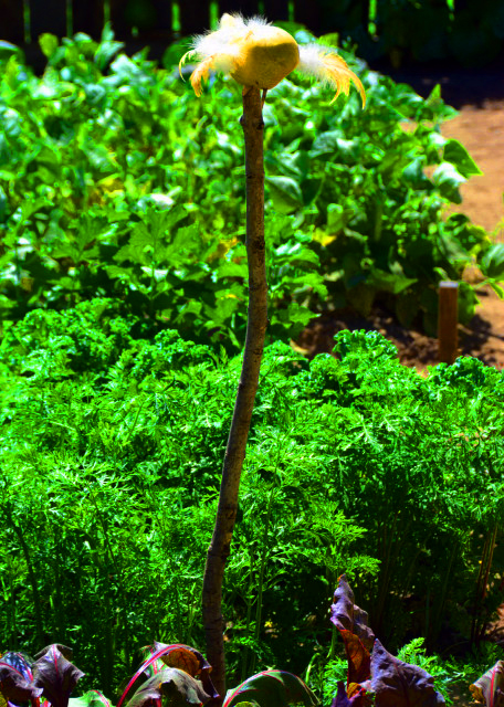 2022-08-14_Henry Antes Plantation_Scarecrow-10001.JPG