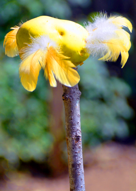 2022-08-14_Henry Antes Plantation_Scarecrow-20001.JPG