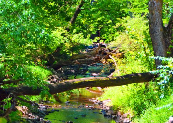 2022-08-14_Sunrise Mill_Hemlock Groves0001.JPG