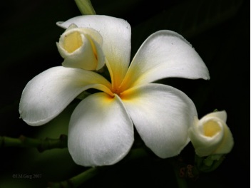 1764832144382813.jpg 鸡蛋花.jpg