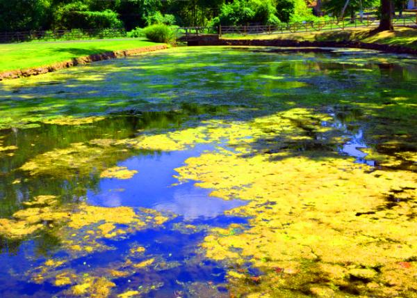 2022-08-20_Graeme Park_Pond0001.JPG