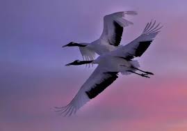 1765146635892569.jpeg images-19.jpeg