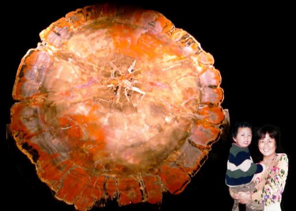 2006-03-11_Araucarioxylon arizonicum Petrified Wood from Arizona0001.JPG