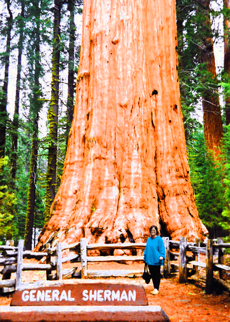1765495995872265.jpg 1995-06-05_Sequoia National Park0001.JPG