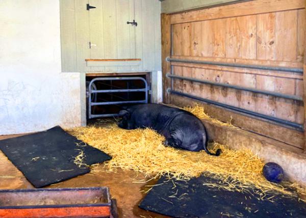 2023-10-23_Merrymead Farm_Arnold the Pig Born on 01-Mar-20220001.JPG