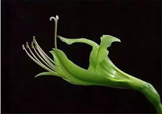 1765565348306173.jpg 佛手.jpg