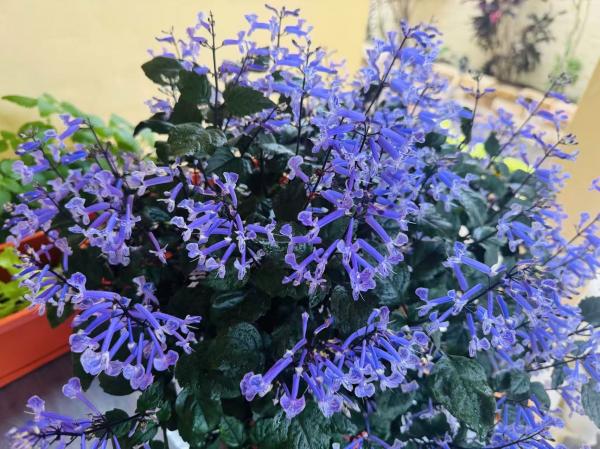 1765998202602366.jpg 薰衣草2.jpg