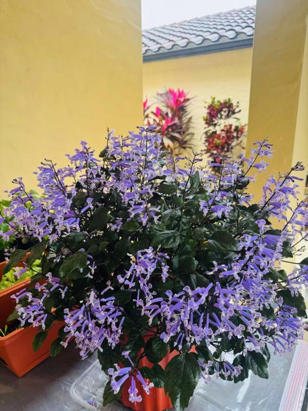 1765998279885245.jpg 薰衣草3.jpg