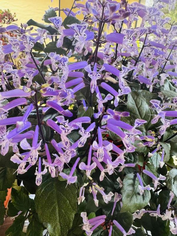 1765998365441577.jpg 薰衣草5.jpg